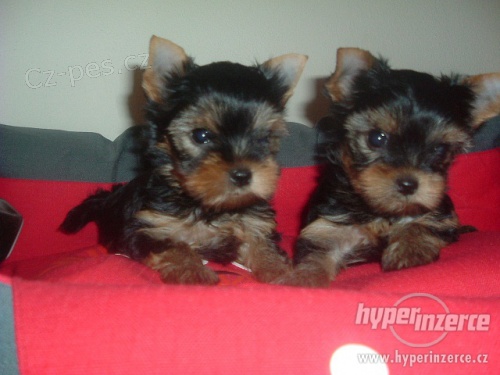 Prod�m velice kvalitn� a kr�sn� �t���tka jork��rka s PP