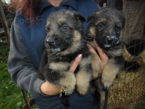 Prod�m �t��ata N�meck�ho ov��ka