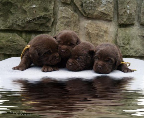 Labradorsk� retr�vr-hn�d� �t�n�tka s PP