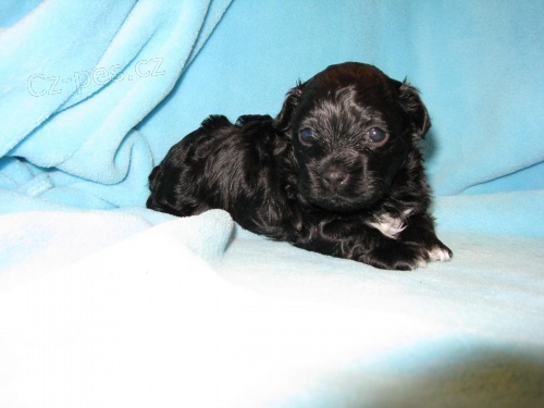 Barevn� bolo��k