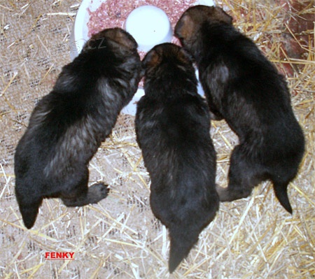 Prod�m �ern� a tm. vlko�ed� ��. NO s PP