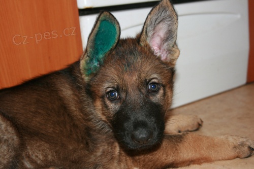 �t�n� n�meck�ho ov��ka