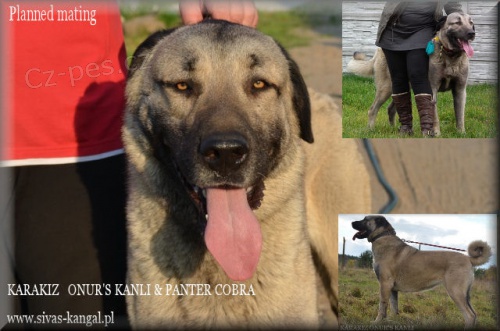 Orginal TURECK Kangal