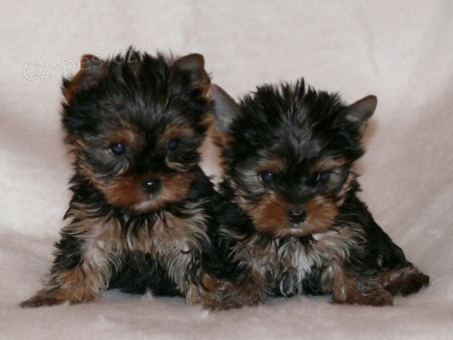 Jork��rsk� terier