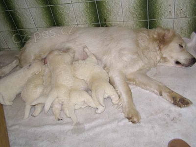 �teniatka Slovensk�ho �uva�a