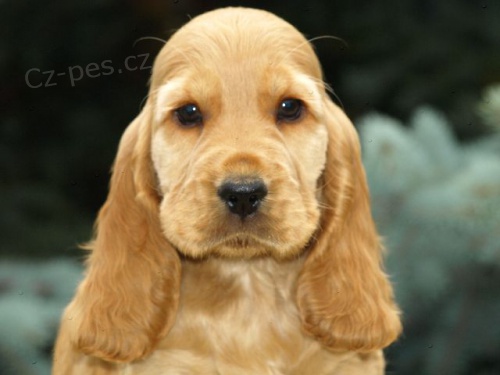 KR�SN� �T���TKA KOK��K�