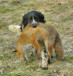 Anglick� �pringr�pan�l _ ASS