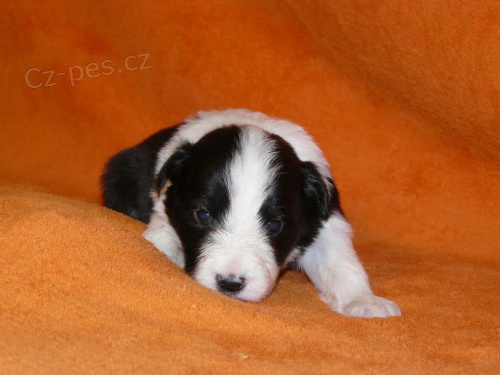 �t��ata border collie s PP