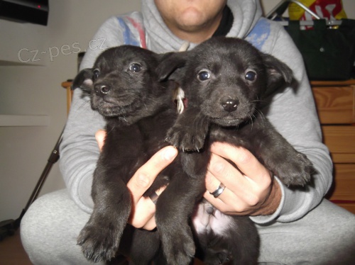 �t��ata labradora-�ern�