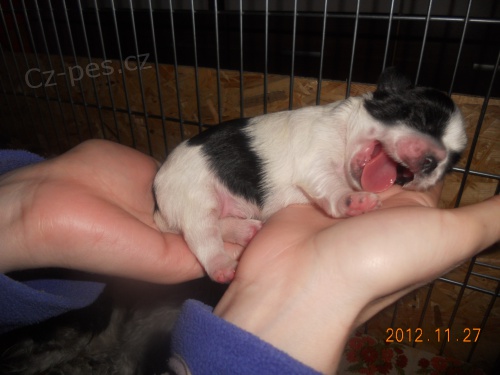 �t�n�tka shitzu