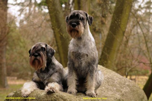 Kn�ra� st�edn� s PP