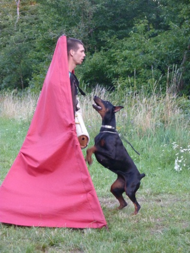 zad�m �t��ata dobrmana