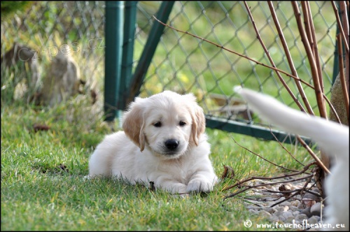 Zlat� retriever - �t���tka s PP