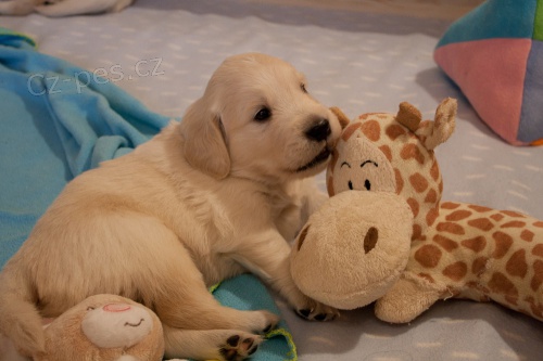 �T��ATA - ZLAT� RETR�VR (GOLDEN RETRIEVER) s PP