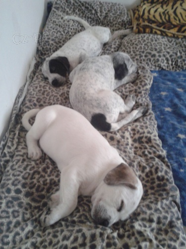 �t���tka Dogy Argentinsk�