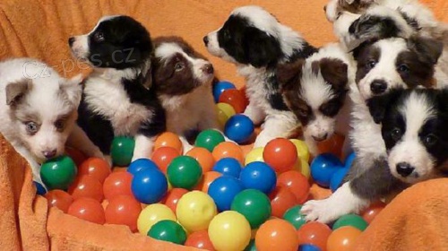 Border kolie s pr�kazem p�vodu