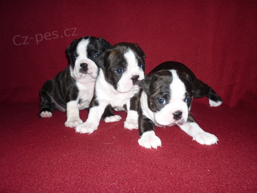 Bostonsk� terier - �t��ata