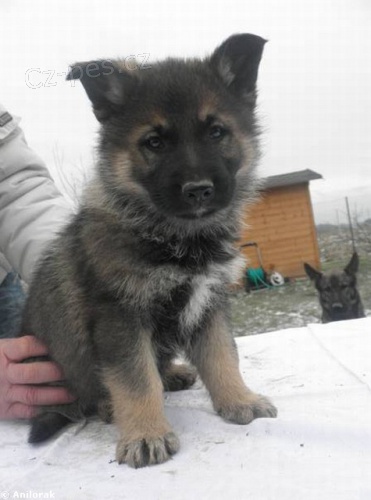 �T��ATA N�MECK� OV��K PRAC. KREV �MS WUSV/FCI