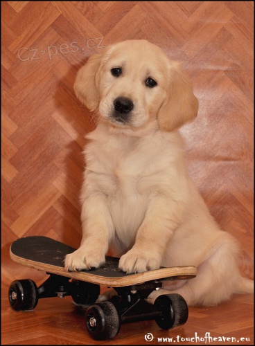 Zlat� retriever - �t���tka s PP