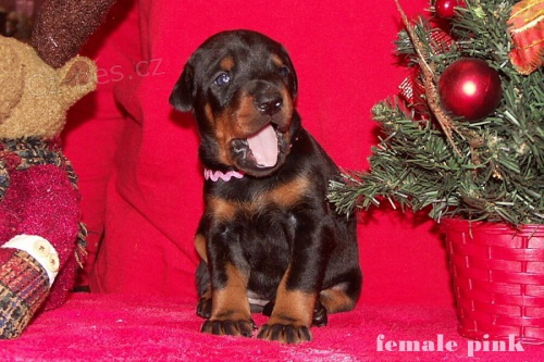 Dobrman - kr�sn� �t���tka s PP