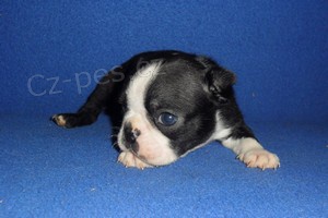 Bostonsk� terier - -�t��ata s pp