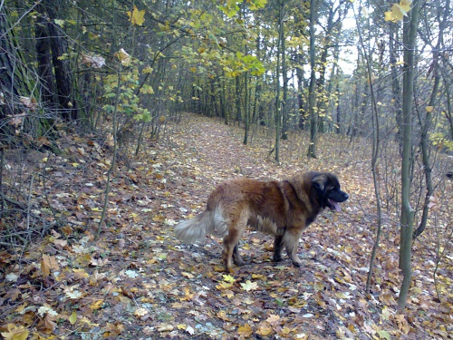 �estilet�  pes bez pp