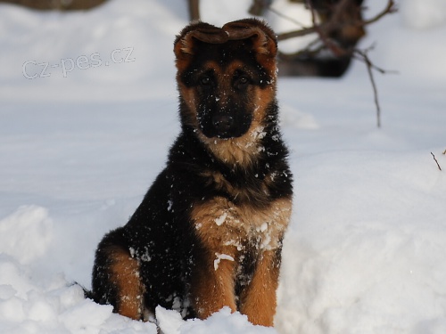 N�meck� ov��k-�t��ata