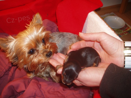 Prod�m fenky Jork��rsk�ho teriera bez PP.