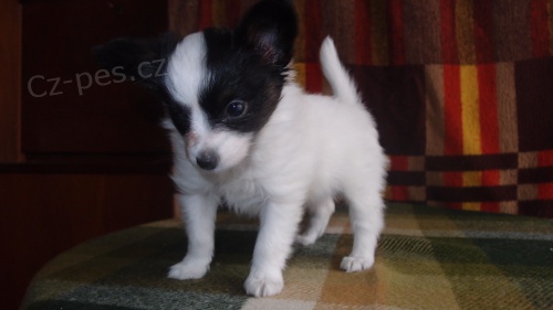 Papillon-fene�ka s PP