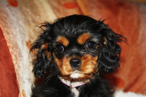 Kaval�r King Charles Spaniel s PP