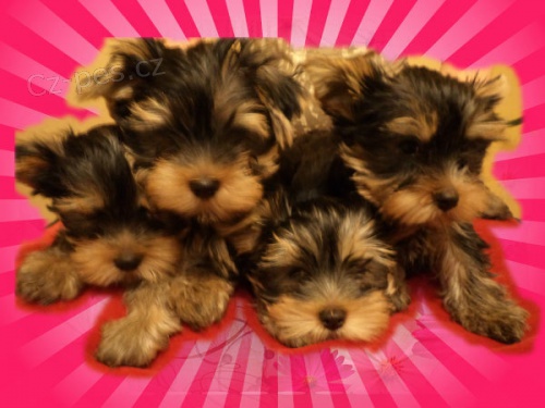 jork��rsk� terier - �t���tka