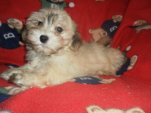 Havansk� ps�k (bi�onek)