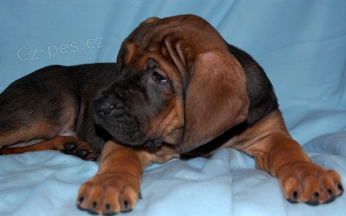 Tosa Inu - �t���tkka s PP