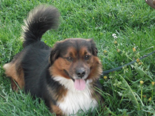 Daruji psa-sp�ch�!!!