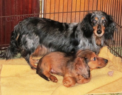 Jezev��k trpasli��/kr�li��