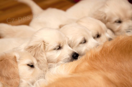 �T��ATA - ZLAT� RETR�VR (GOLDEN RETRIEVER) s PP