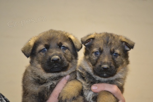 �t��ata n�meck� ov��k s PP