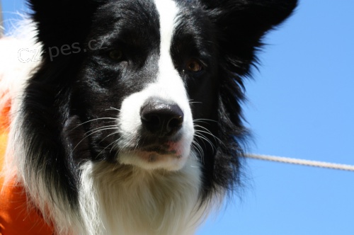 Border kolie, pes ke kryt�