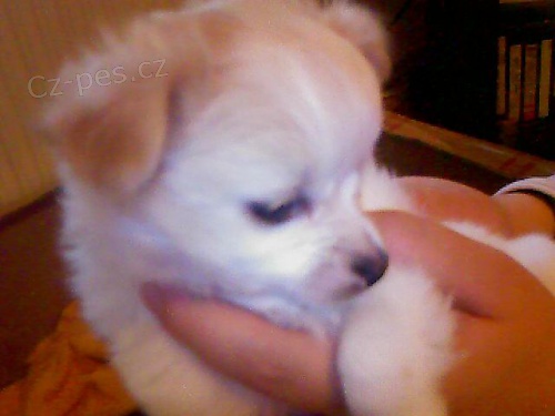 �ivava dlouhosrst�