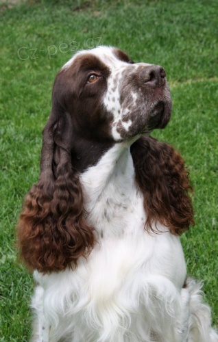 ASS anglick� �pringr�pan�l