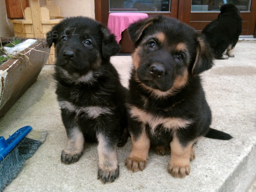 N�meck� ov��k