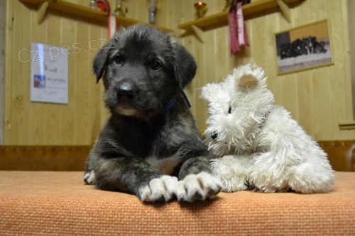 Irsk� vlkodav - �t���tka