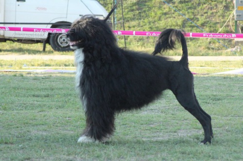 Zad�m �t���tka Portugalsk�ho vodn�ho psa