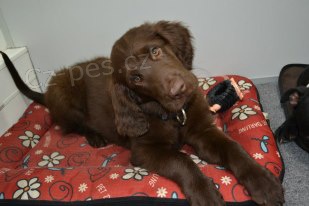 Retriever hn�d� a �ern� barvy