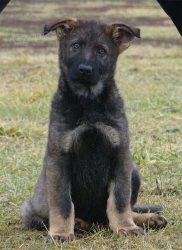 N�me�t� ov��ci atraktivn� vlko�ed� a �elo�ern� pes s PP