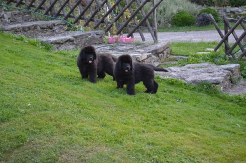 Novofundlandsk� pes