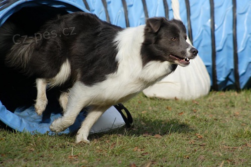 Chovn� pes ke kryt�