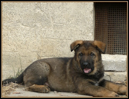 N�meck� ov��k - tm.vlko�ed� a celo�ern� �t��ata 