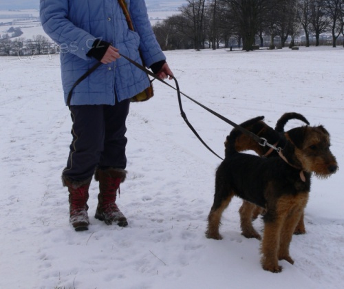 Erdelterier, �t��ata s PP