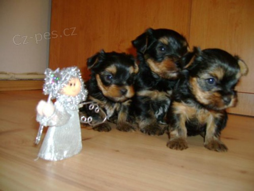 Jork��rsk� teri�r